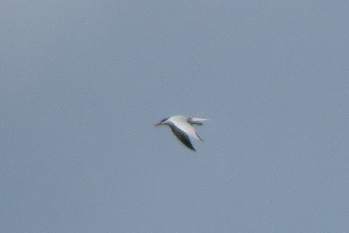 Caspian Tern - ML34030201