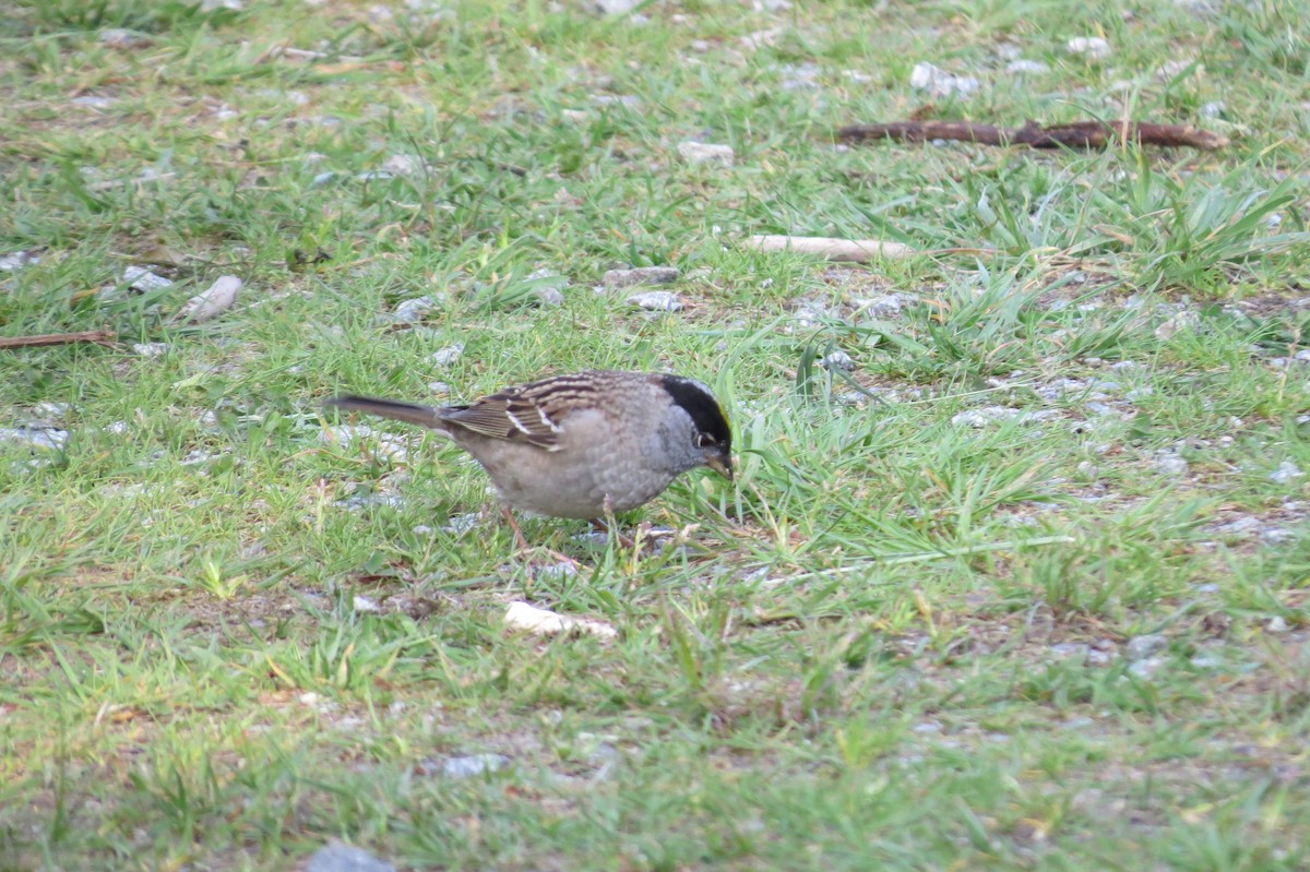 Golden-crowned Sparrow - Birdabel Birding