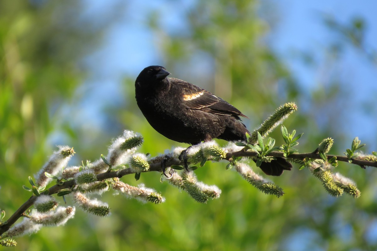 Red-winged Blackbird - Birdabel Birding