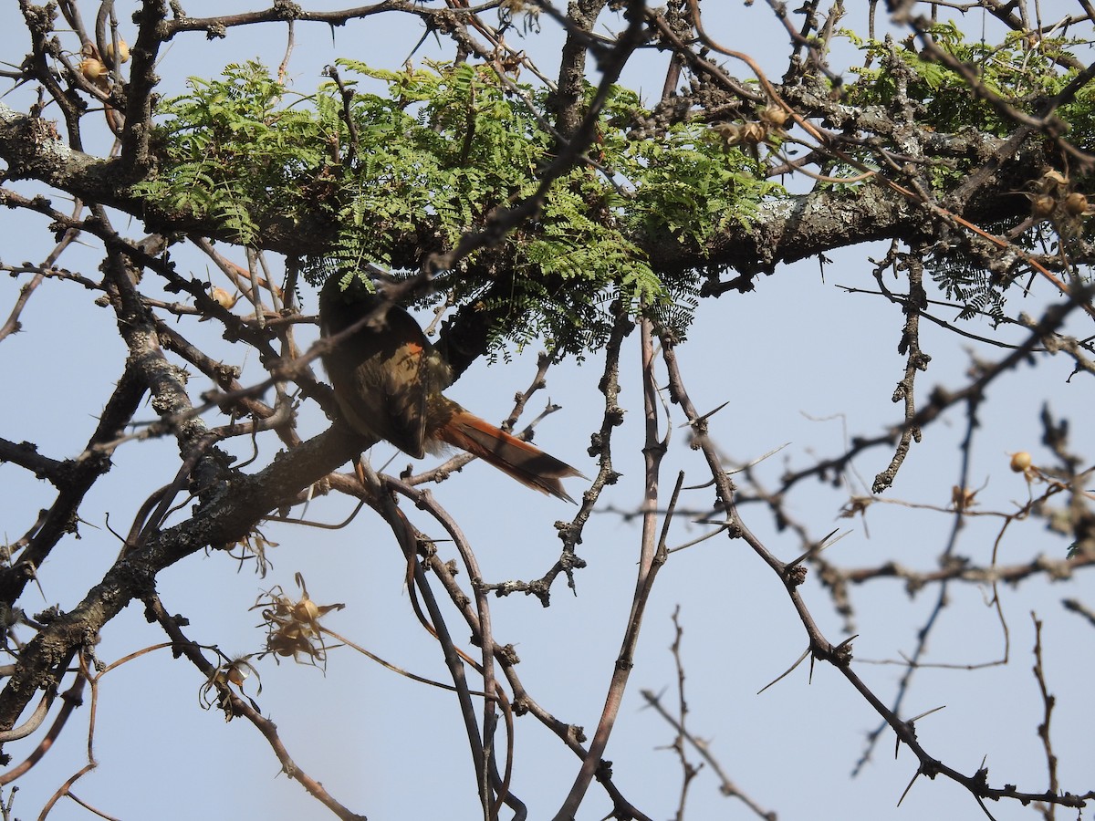 Stripe-crowned Spinetail - ML340303111