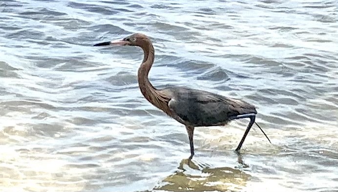 Reddish Egret - ML340303131