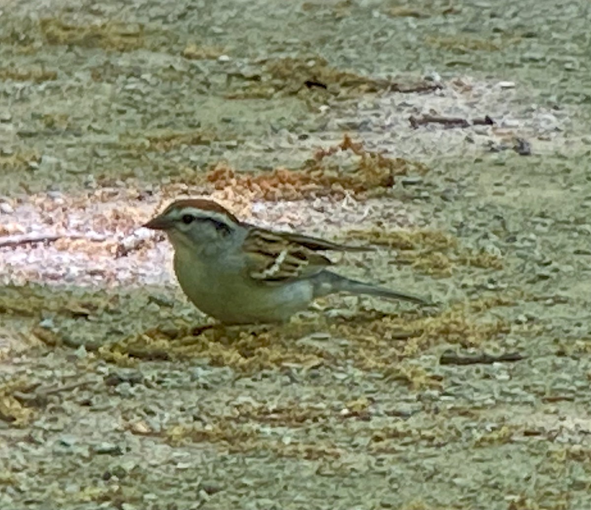 Chipping Sparrow - ML340307351