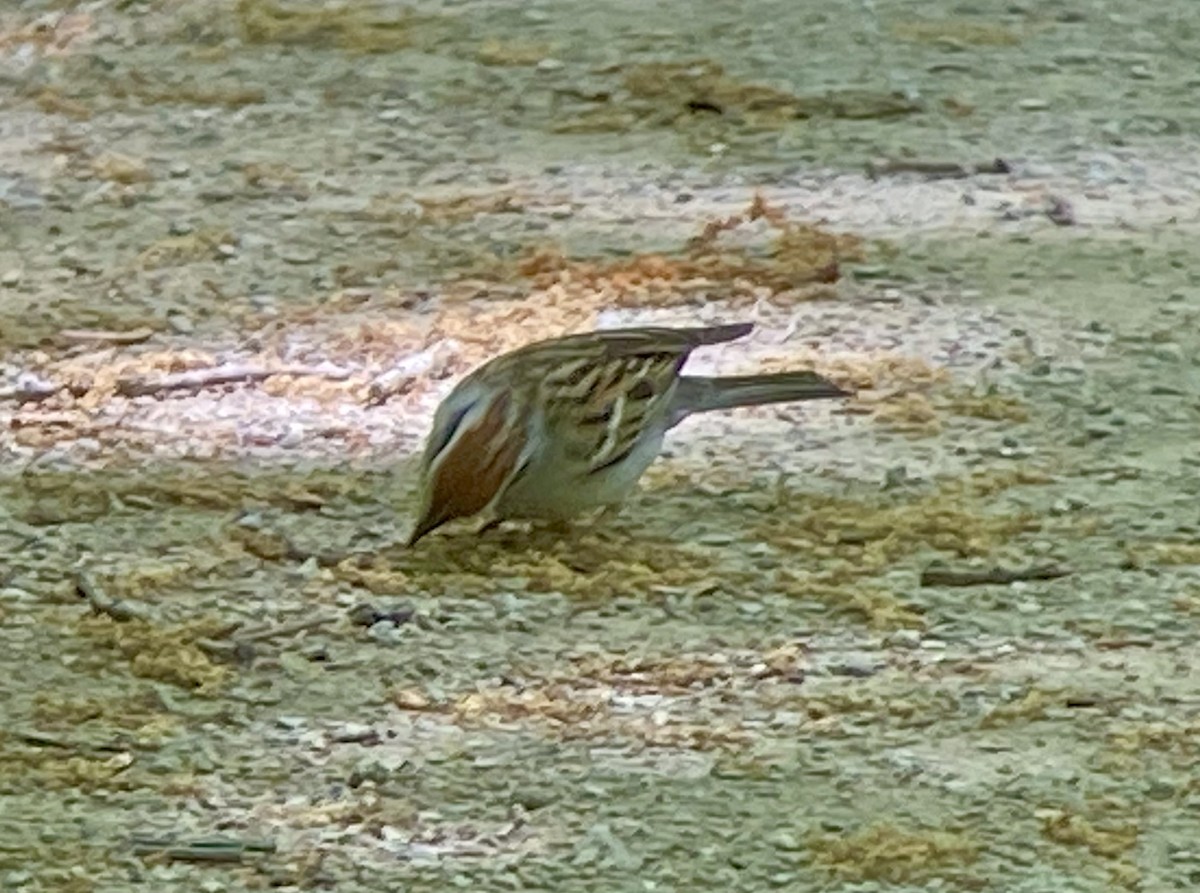 Chipping Sparrow - ML340307371