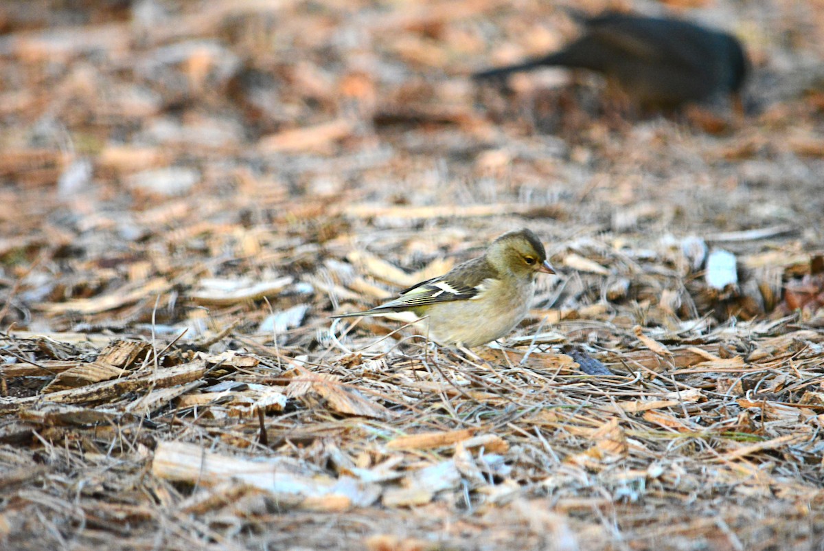 Common Chaffinch - Paulo Narciso