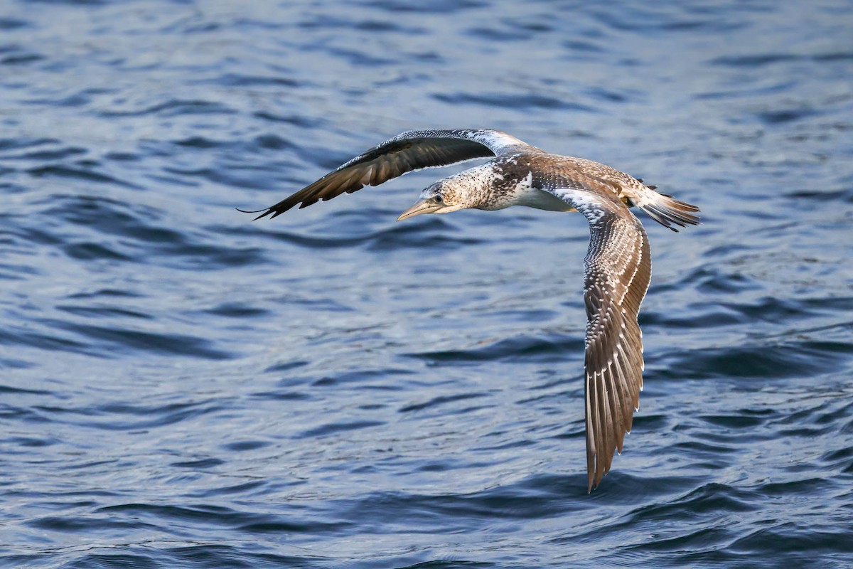 Australasian Gannet - Ged Tranter