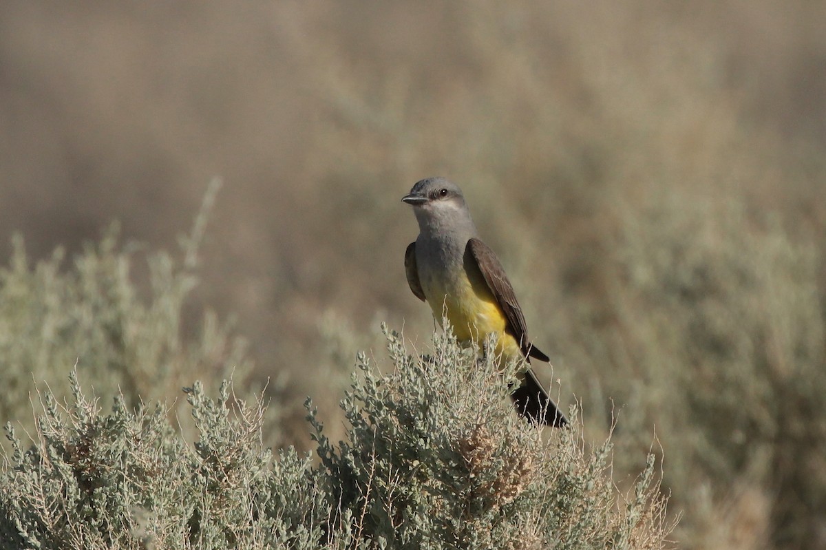 Western Kingbird - ML340310851