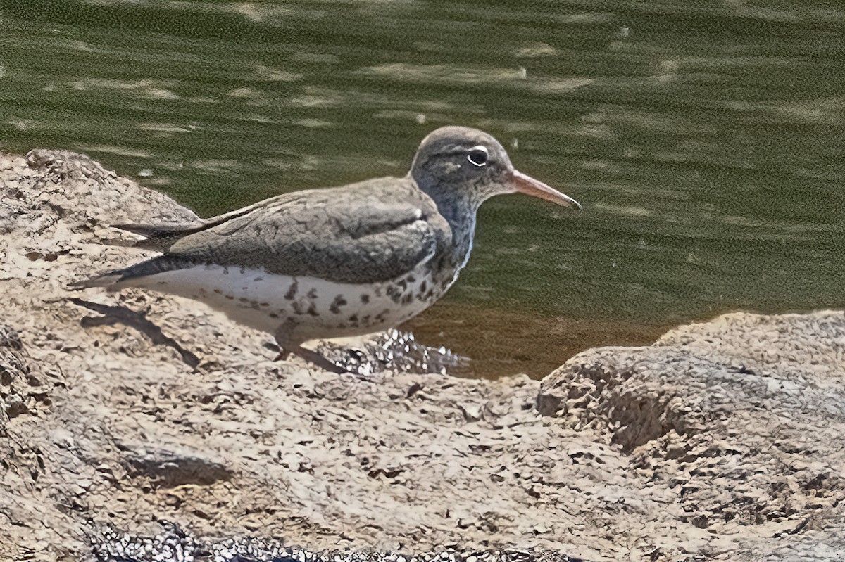 Spotted Sandpiper - ML340311121