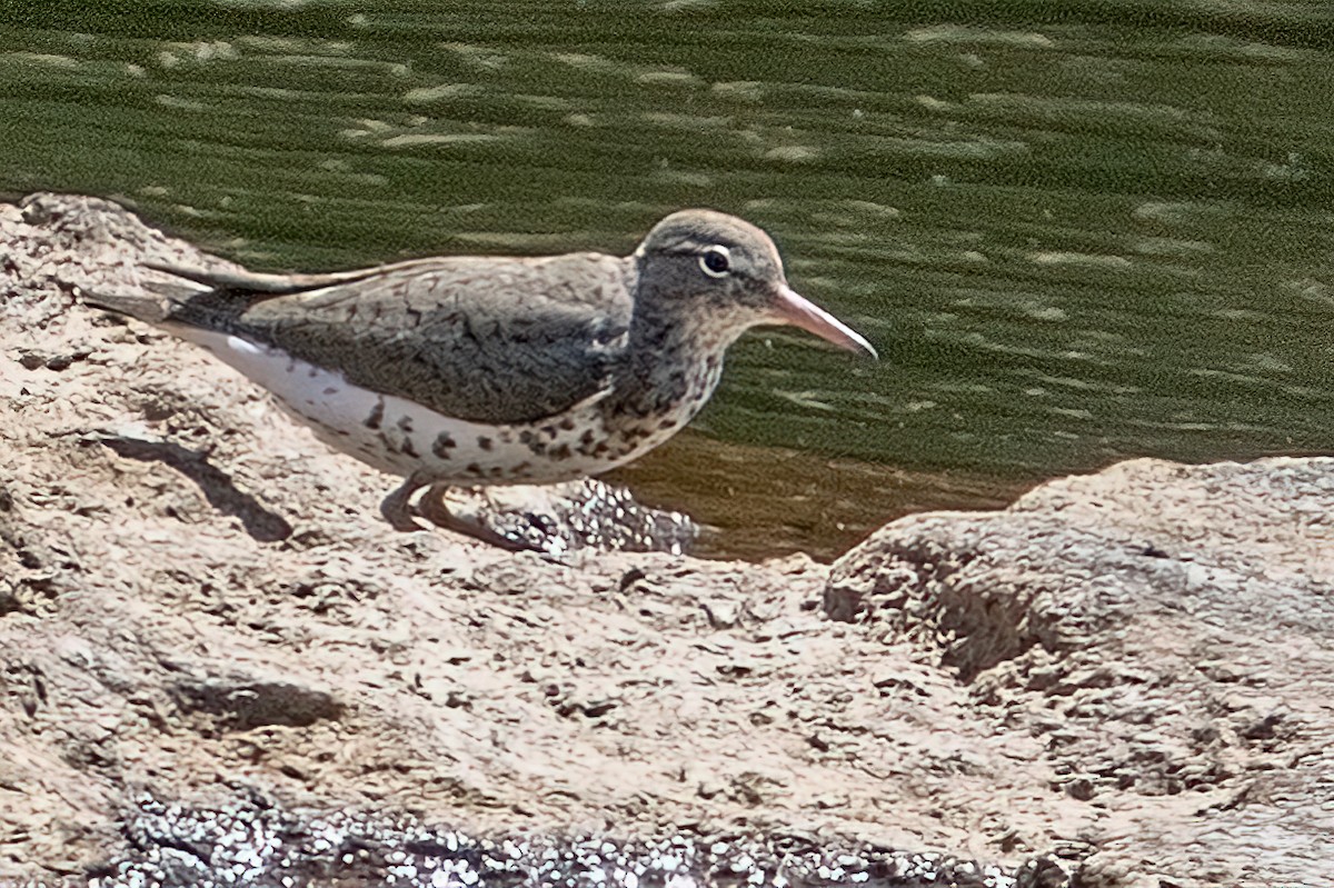 Spotted Sandpiper - Bill Wood