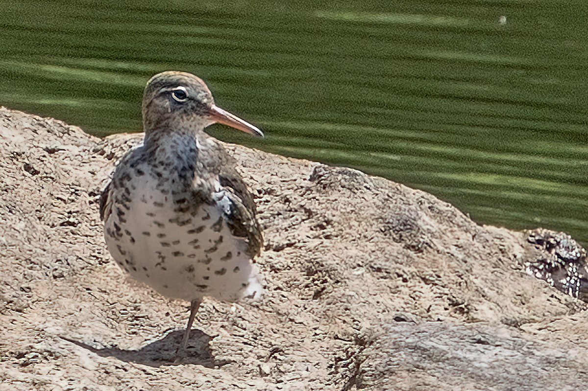 Spotted Sandpiper - ML340311141