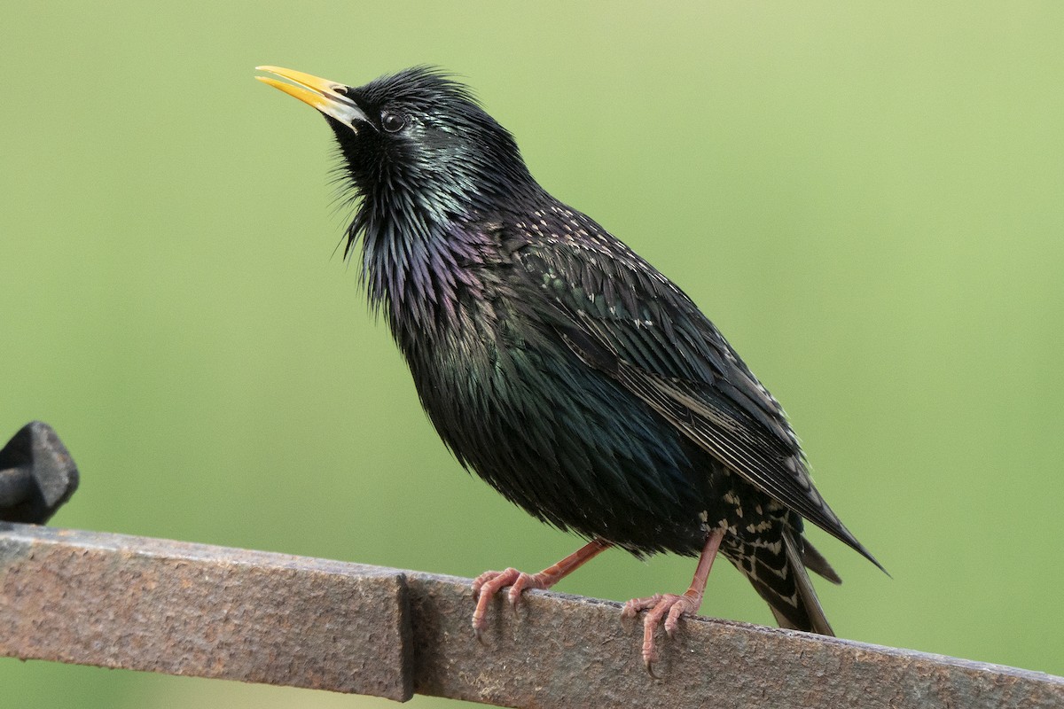 Storno - ML340312701