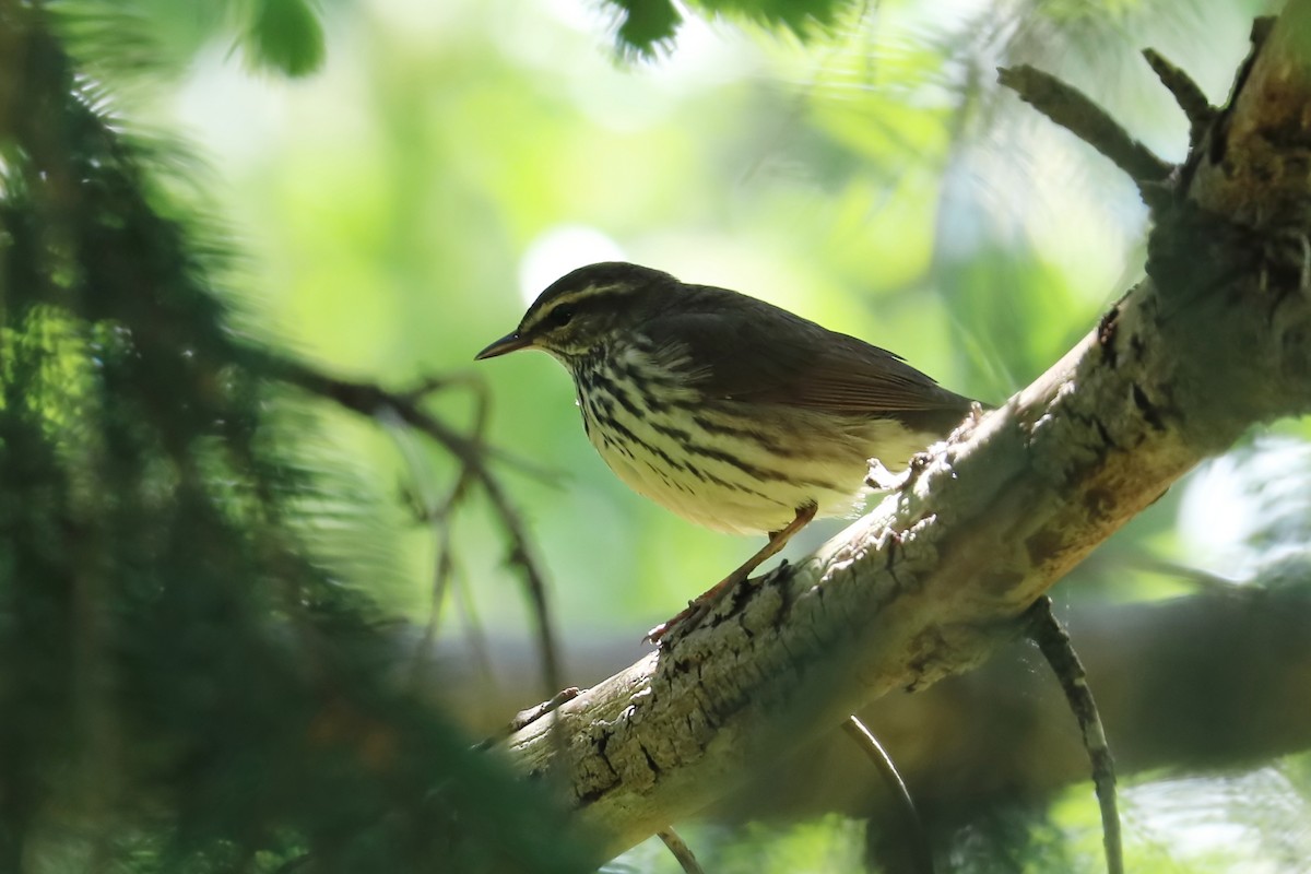 Northern Waterthrush - Brenda Bull