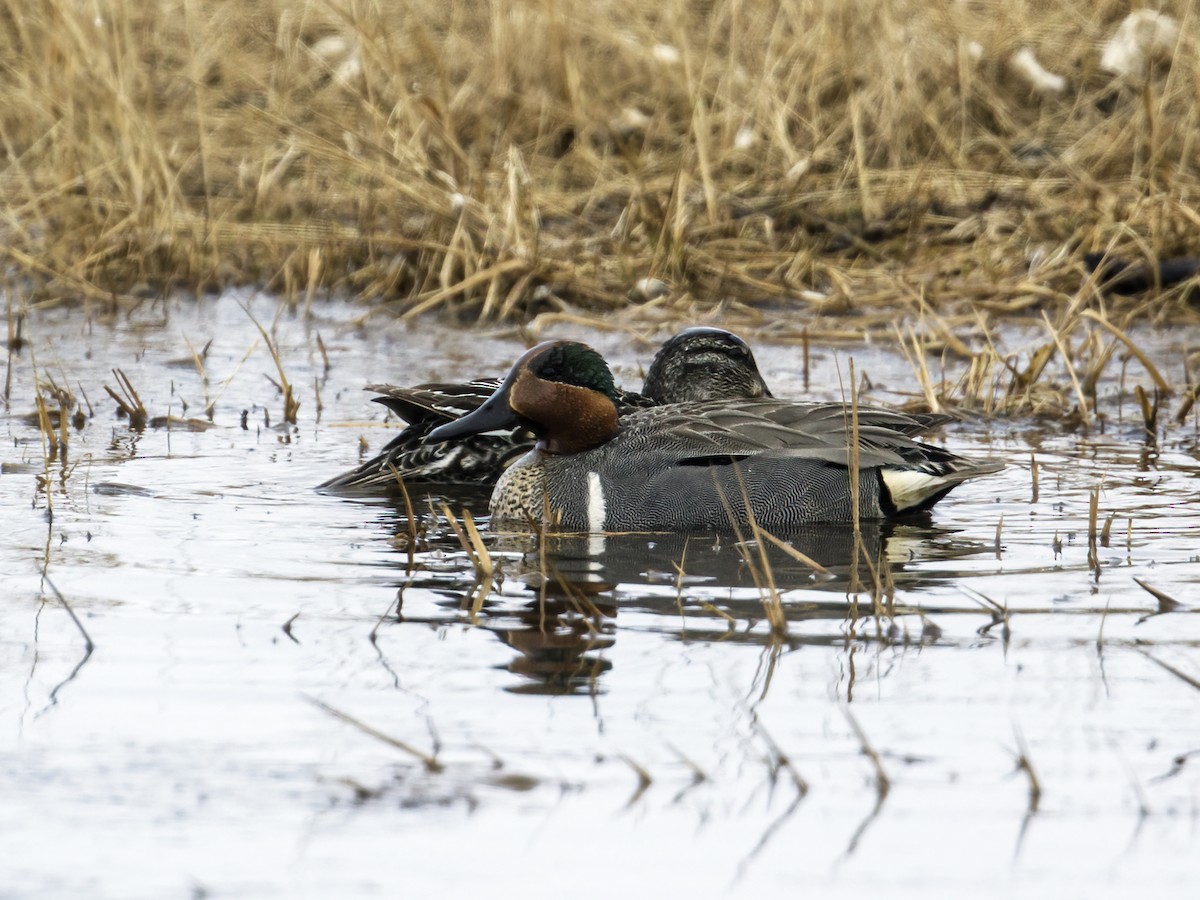 čírka obecná (ssp. carolinensis) - ML340313161