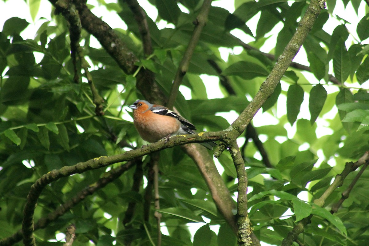 Common Chaffinch - Mandy Game