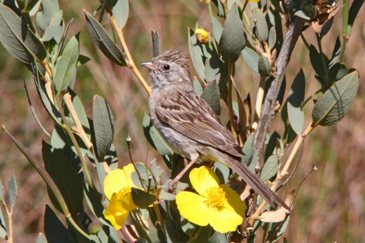 Brewer's Sparrow - ML340313621