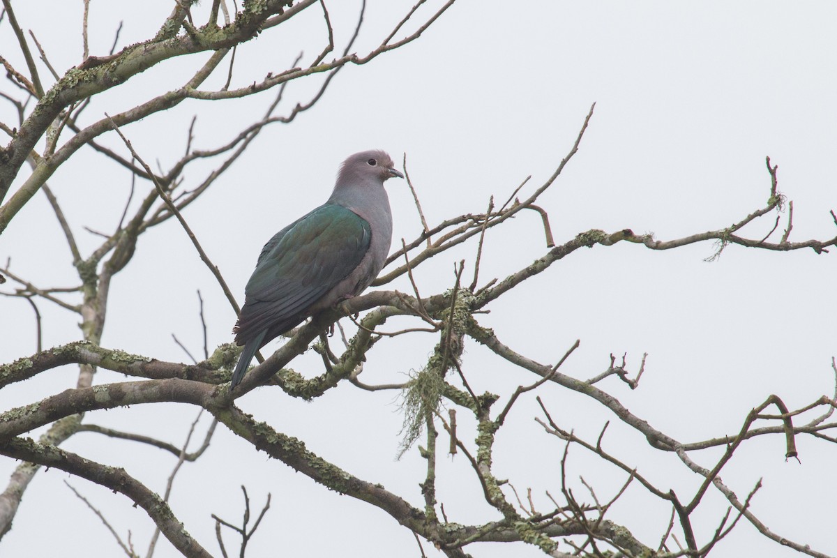 Green Imperial-Pigeon - ML340314291
