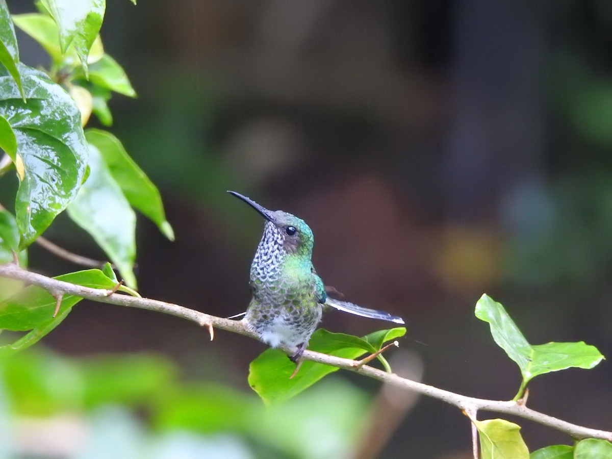 White-necked Jacobin - Tony Ford