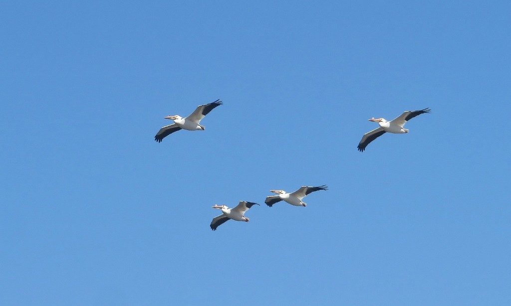 American White Pelican - ML340315861