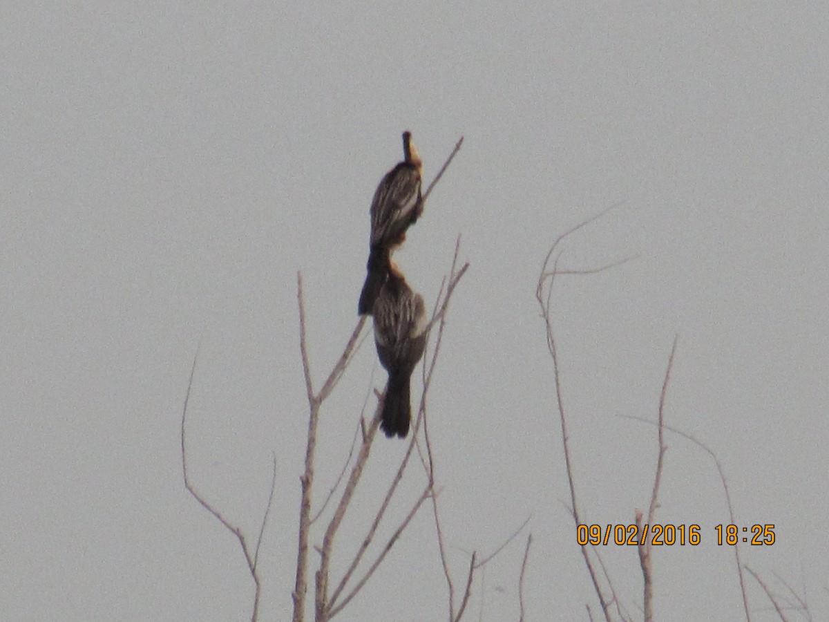 Anhinga Americana - ML34031611