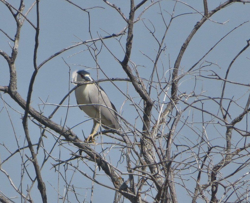 Black-crowned Night Heron - ML340316231