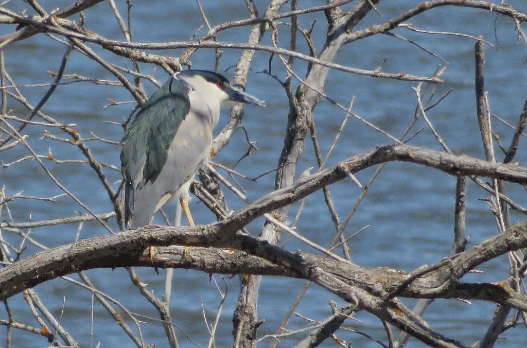 Black-crowned Night Heron - ML340316241