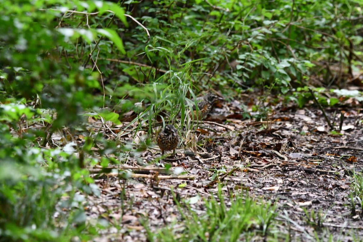 American Robin - ML340316771