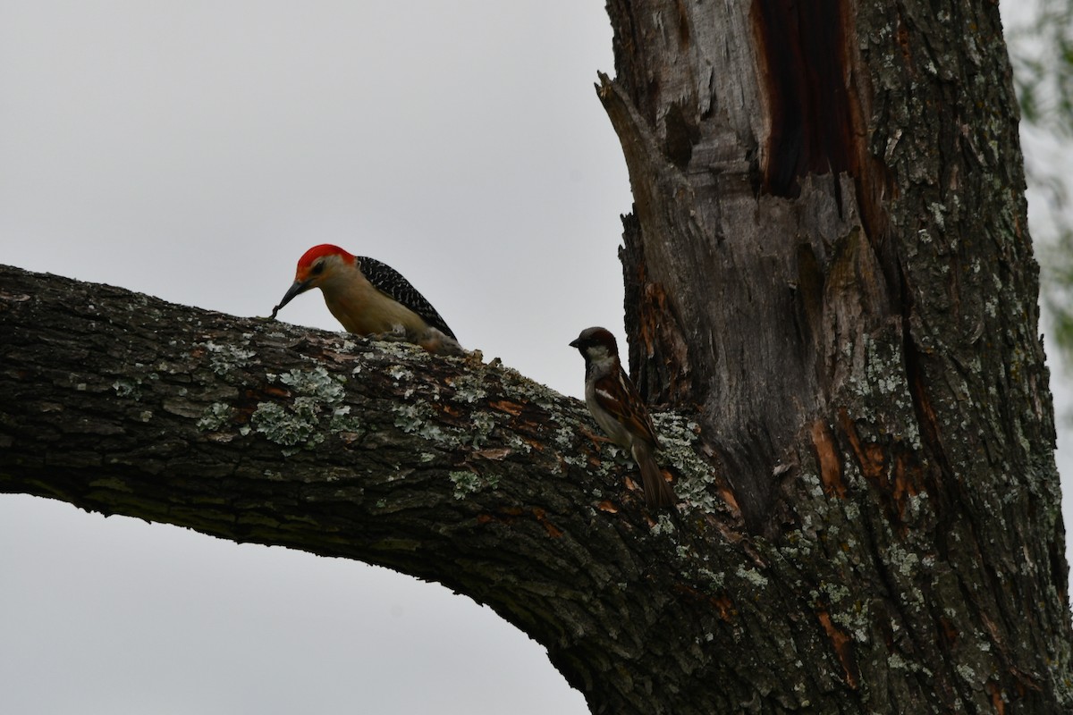 Red-bellied Woodpecker - ML340316991