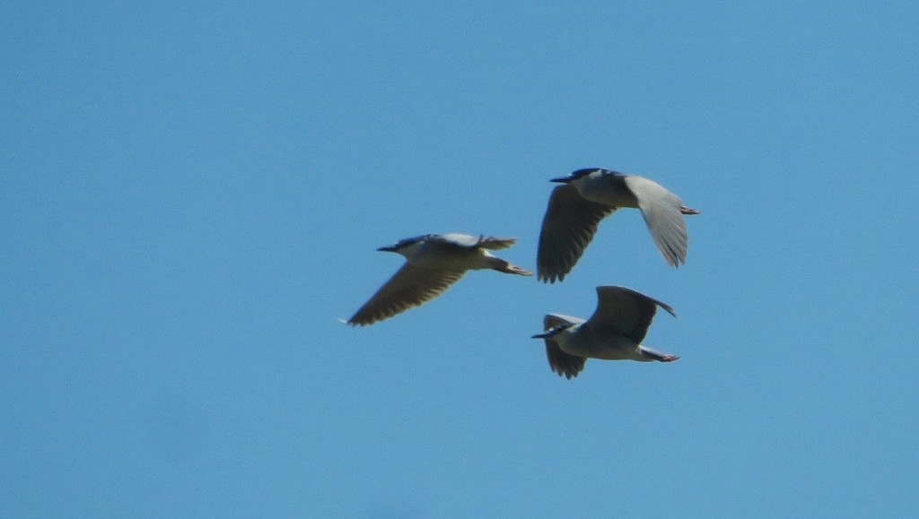 Black-crowned Night Heron - ML340317511