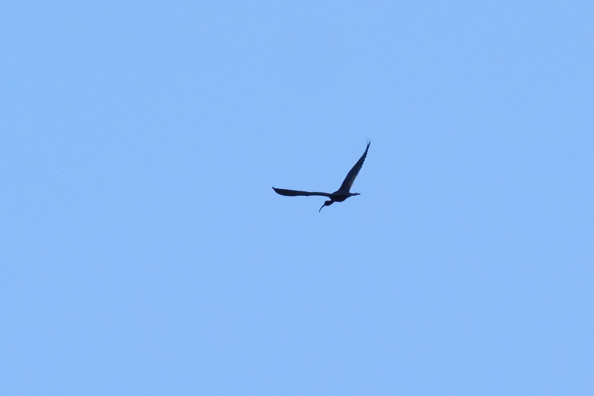 ibis hnědý - ML340317811