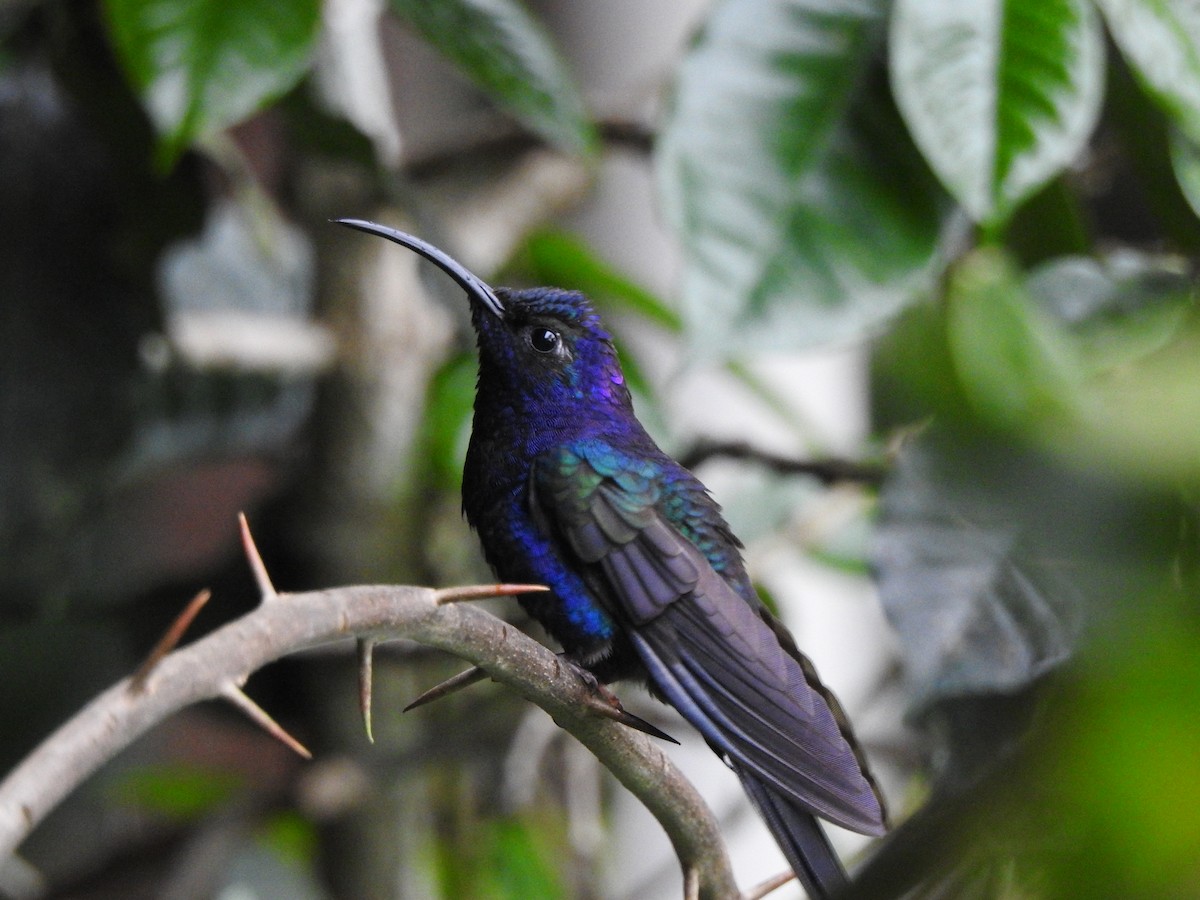 Colibrí Morado - ML340317861