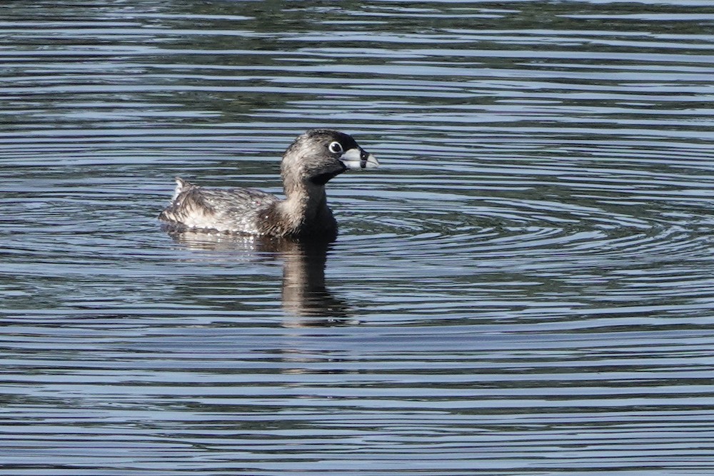 Pied-billed Grebe - Larry Jordan