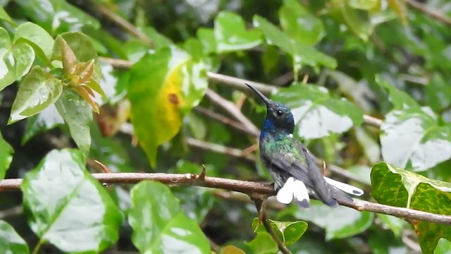 White-necked Jacobin - ML340319391