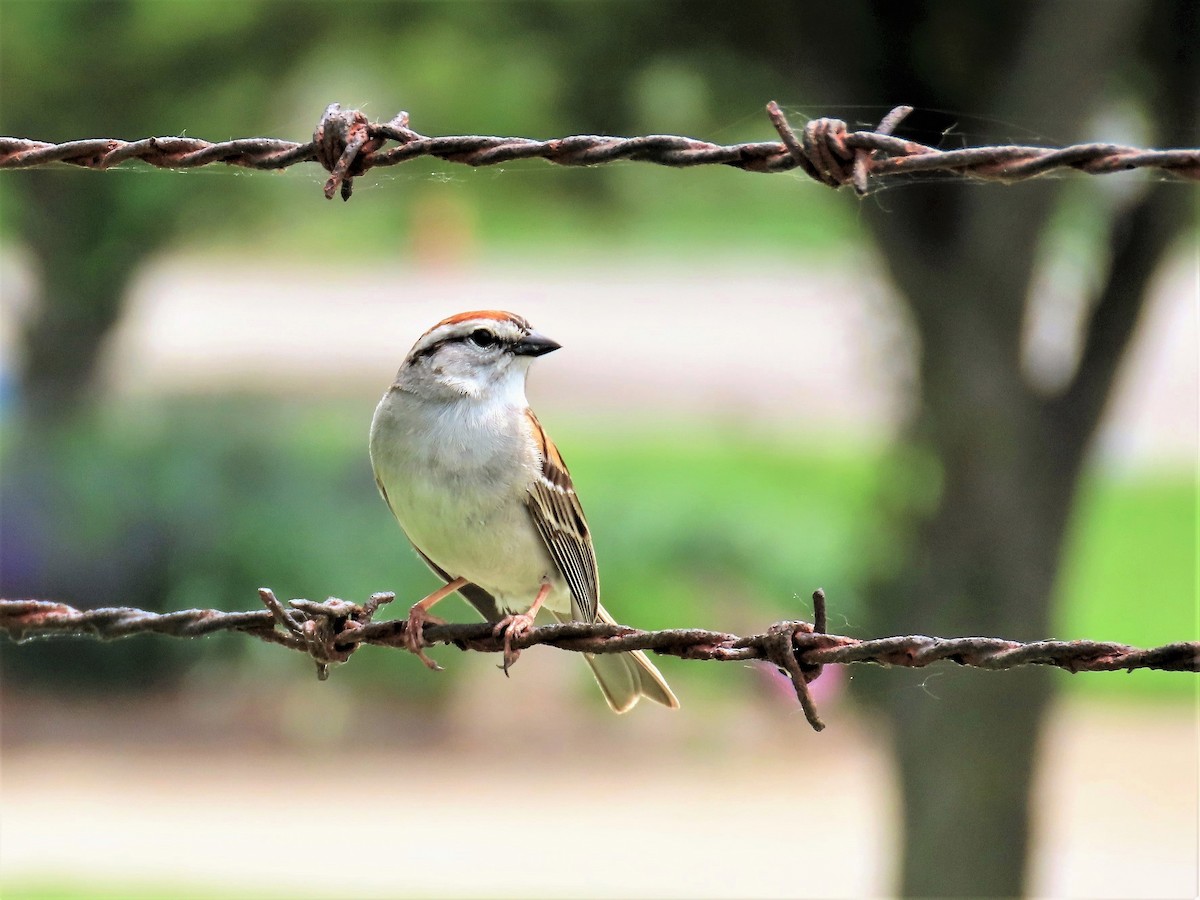 Chipping Sparrow - ML340319911