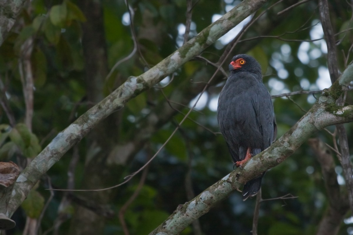 Slate-colored Hawk - Michel Gutierrez