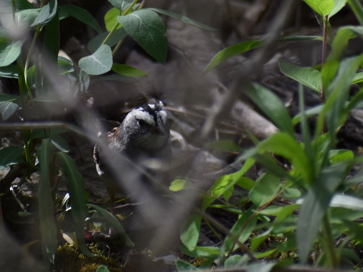 White-crowned x White-throated Sparrow (hybrid) - ML340320801