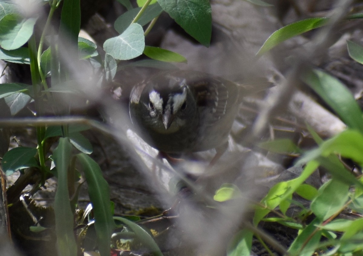 White-crowned x White-throated Sparrow (hybrid) - ML340320831