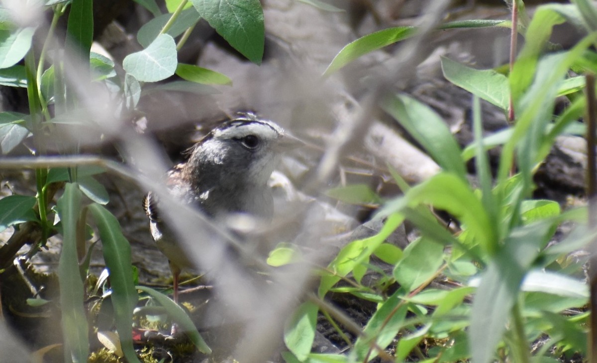 White-crowned x White-throated Sparrow (hybrid) - ML340320851