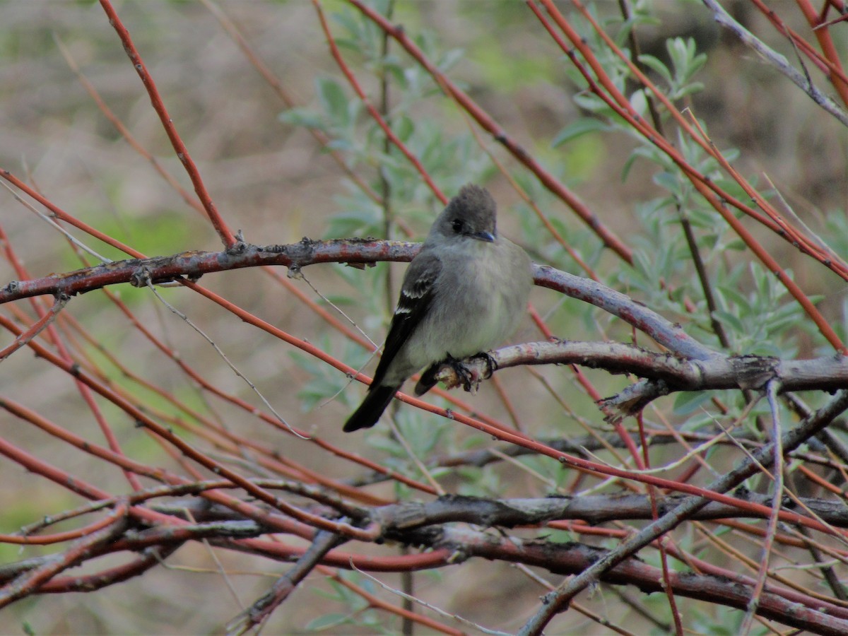 Western Wood-Pewee - ML340321161