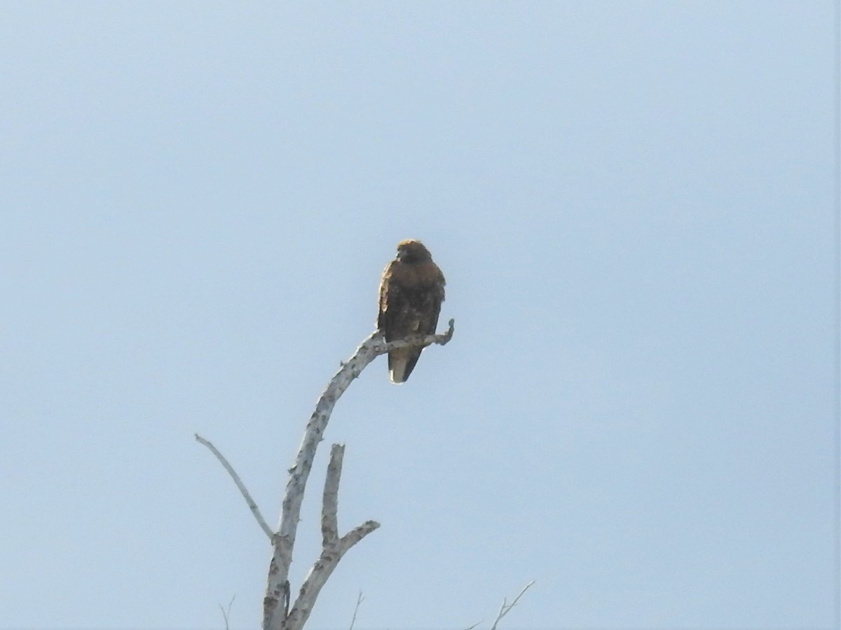 Red-tailed Hawk - ML340321371