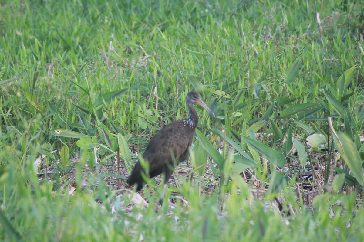 Limpkin - Franziska Riedel