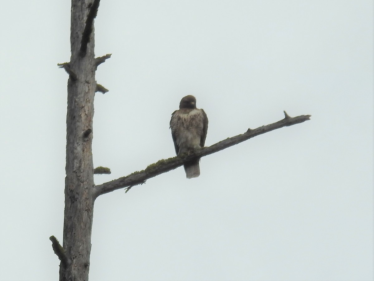 Red-tailed Hawk - ML340322381
