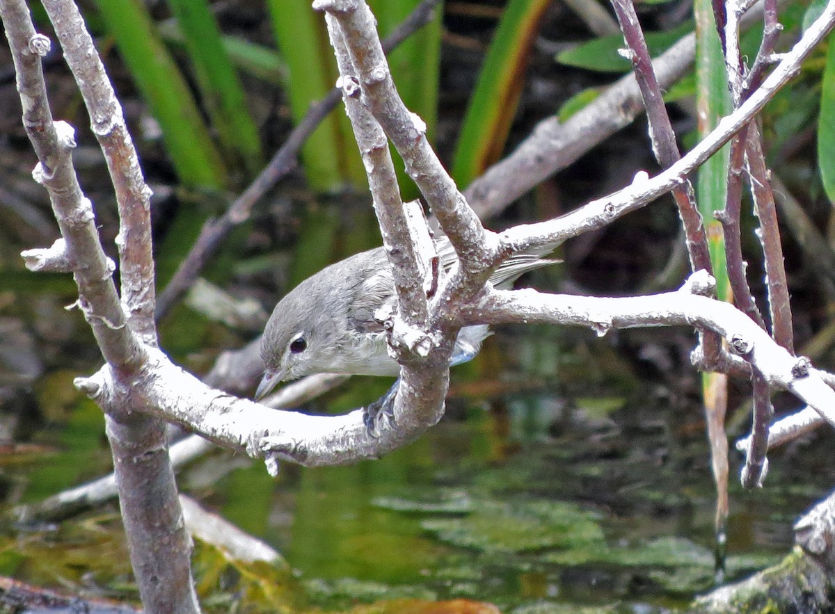 Bell's Vireo - ML34032241