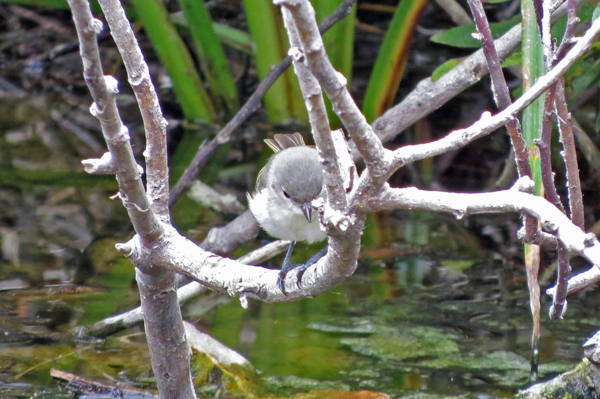 Bell's Vireo - ML34032251