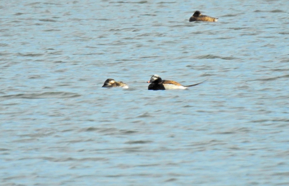 Long-tailed Duck - ML340322741