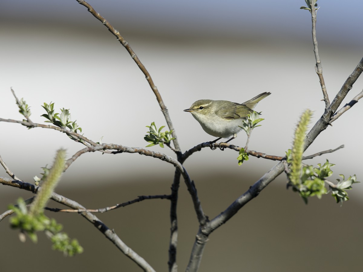 Mosquitero Boreal - ML340324601