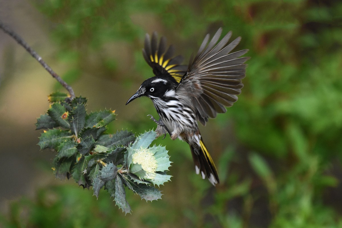 New Holland Honeyeater - ML340324851
