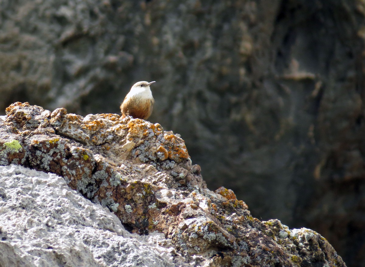 Troglodyte des canyons - ML340325141