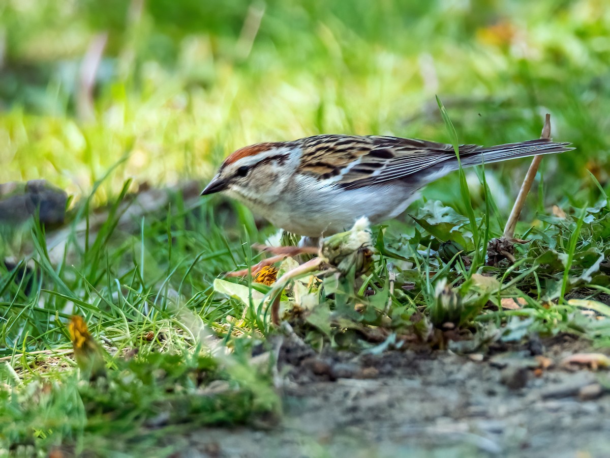 Chipping Sparrow - ML340326051