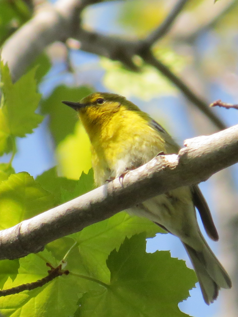 Pine Warbler - ML340326061
