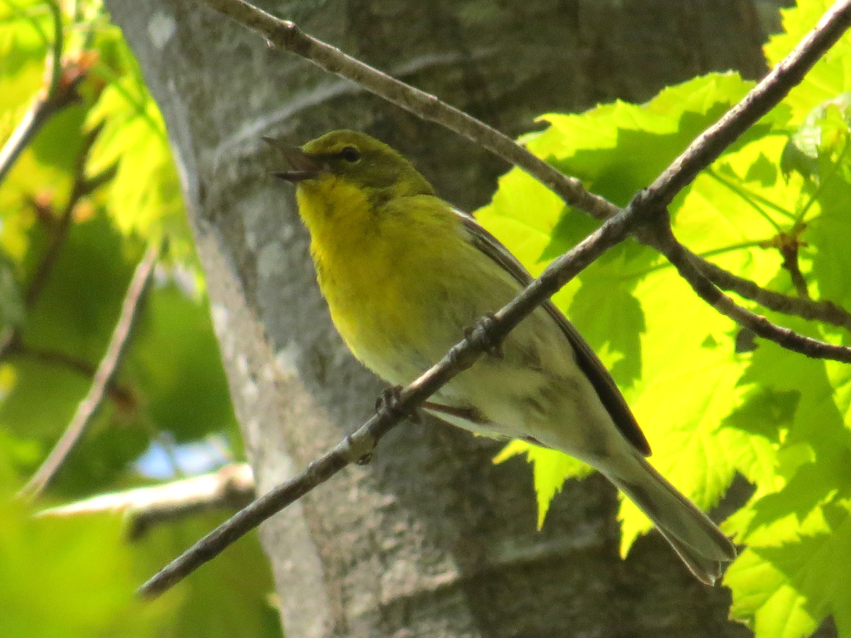 Pine Warbler - ML340326181