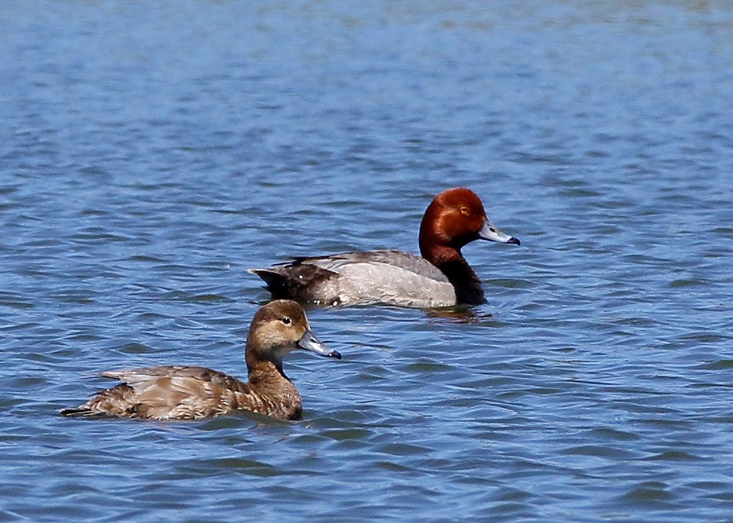 Redhead - ML340326491